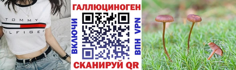 купить наркоту  Чердынь  Псилоцибиновые грибы Psilocybine cubensis 